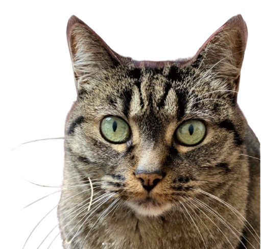 Didi — notre chatte mascotte